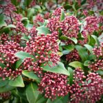 Skimmia japonica / Skimmie