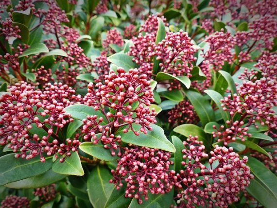 Skimmia japonica / Skimmie