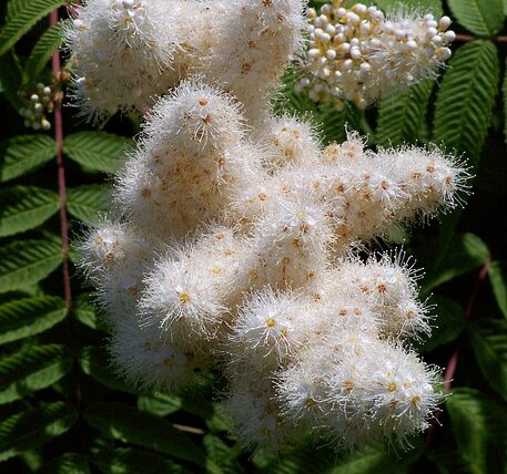 Sorbaria sorbifolia Sem / Zwergfiederspiere Sem