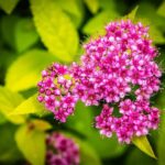 Spiraea japonica Crispa Spierstrauch Crispa