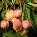 Staphylea pinnata Gemeine Pimpernuss