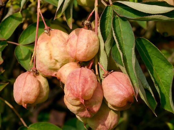 Staphylea pinnata Gemeine Pimpernuss