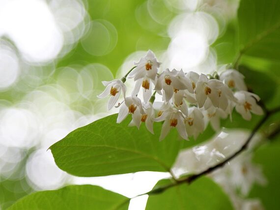 Styrax obassia / Rundblättriger Storaxbaum