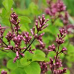 Syringa Villosae Redwine / Kanadischer Flieder