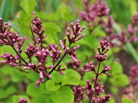 Syringa Villosae Redwine / Kanadischer Flieder