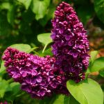 Syringa vulgaris Charles Joly Flieder Charles Joly