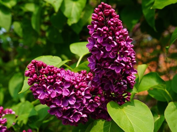 Syringa vulgaris Charles Joly Flieder Charles Joly