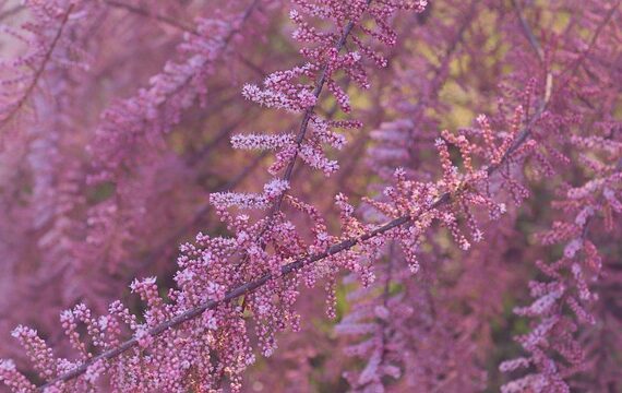 Tamarix ramosissima / Sommer-Tamariske