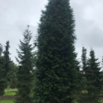 Thuja plicata Excelsa / Riesen-Lebensbaum