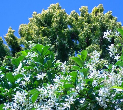 Sternjasmin / Trachelospermum jasminoides