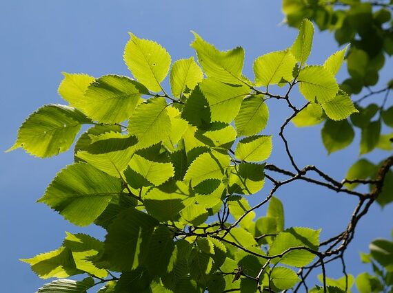 Ulmus glabra / Bergulme