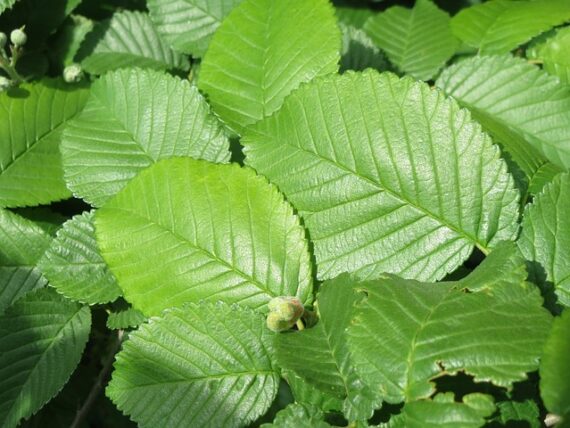 Ulmus minor 'Jacqueline Hillier' / Feldulme / Feldrüster