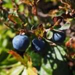 Heidelbeere Bluecrop / Vaccinium corymbosum Bluecrop