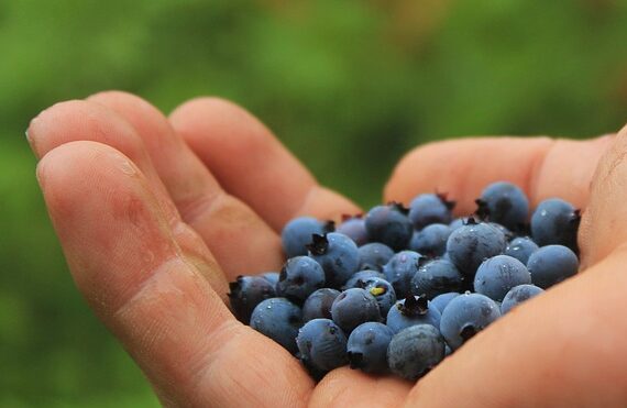 Heidelbeere Elizabeth / Vaccinium corymbosum Elizabeth