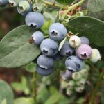 Vaccinium corymbosum Goldtraube / Heidelbeere Goldtraube