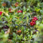 Preiselbeere / Vaccinium vitis-idaea Koralle