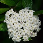 Viburnum Pragense / Prager Schneeball