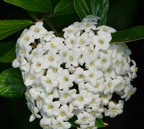 Viburnum Pragense / Prager Schneeball