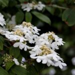 Viburnum plicatum Watanabe / Japanischer Schneeball Watanabe