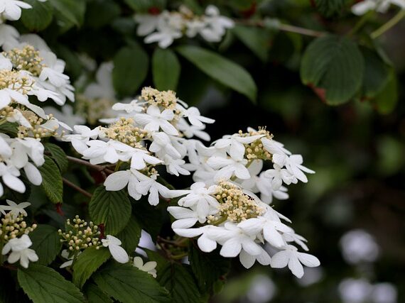 Viburnum plicatum Watanabe / Japanischer Schneeball Watanabe