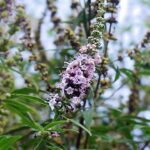 Mönchspfeffer / Vitex agnus-castus