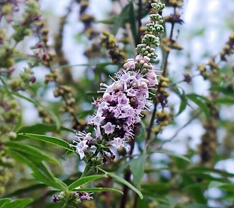 Mönchspfeffer / Vitex agnus-castus