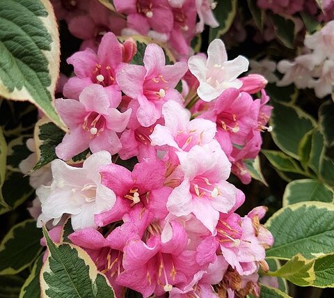 Weigela florida Variegata / Weigelie Variegata