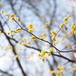 Cornus officinalis / Japanischer Tierlibaum