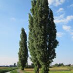 Populus nigra / Pappel
