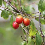 Prunus Grosse Prinzessinkirsche / Süßkirsche / Grosse Prinzessinkirsche