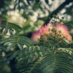 Albizia julibrissin / Seidenbaum / Schlafbaum