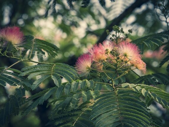 Albizia julibrissin / Seidenbaum / Schlafbaum