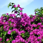 Bougainvillea glabra / Bougainvillea