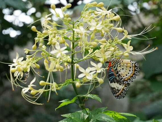 Clerodendrum trichotomum / Chinesischer Losbaum