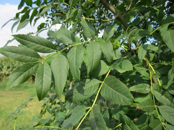 Fraxinus excelsior / Gemeine Esche
