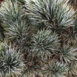 Pinus parviflora Glauca / Blaue Mädchenkiefer