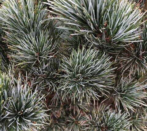 Pinus parviflora Glauca / Blaue Mädchenkiefer