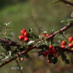 Pyracantha Red Column / Feuerdorn Red Column