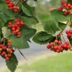 Sorbus intermedia / Schwedische Mehlbeere / Eberesche