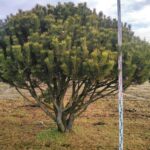 Krummholz-Kiefer / Pinus mugo mughus