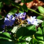 Bleiwurz / Ceratostigma plumbaginoides