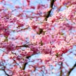 Japanische Blütenkirsche / Prunus serrulata Kanzan