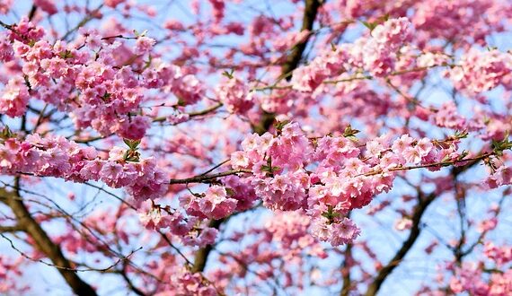 Japanische Blütenkirsche / Prunus serrulata Kanzan