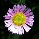 Spanische Gänseblümchen /  Erigeron karvinskianum