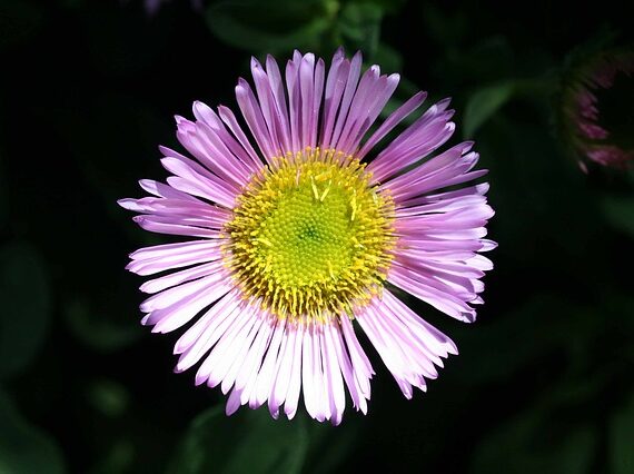 Spanische Gänseblümchen /  Erigeron karvinskianum