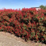 Photinia fraseri compacta / Glanzmispel compacta