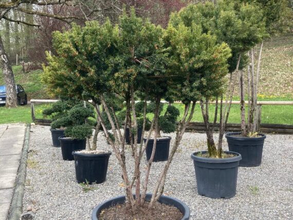 Taxus media Hillii Schirmform