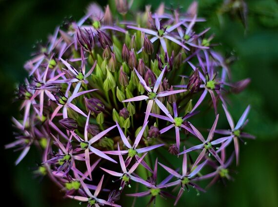 Allium christophii / Sternkugellauch