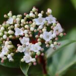 Lorbeerschneeball Eve Price / Viburnum tinus Eve Price