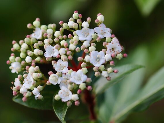 Lorbeerschneeball Eve Price / Viburnum tinus Eve Price